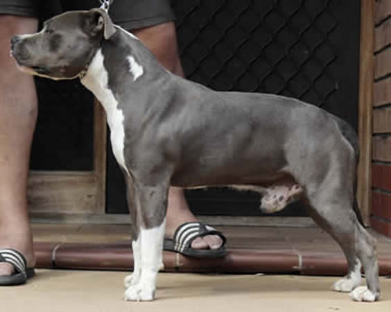 DDDawgs Warsaw Express